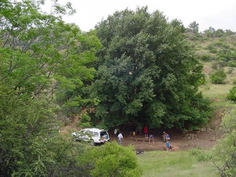 Picknic under the Oak Tree